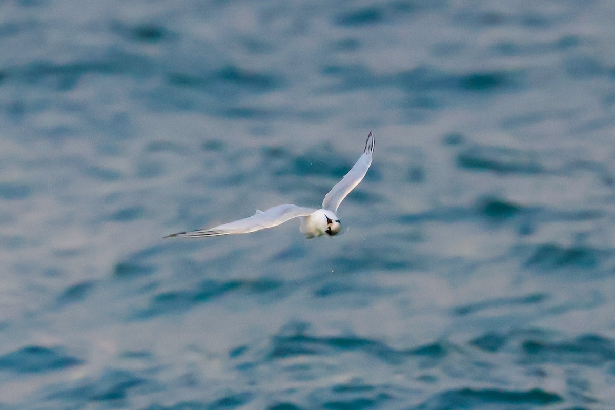 Forster's Tern - ML641457549