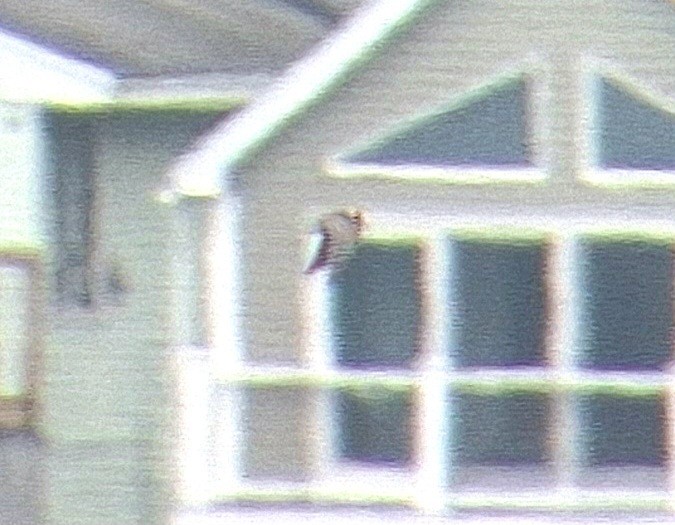 rybák černý - ML641457556