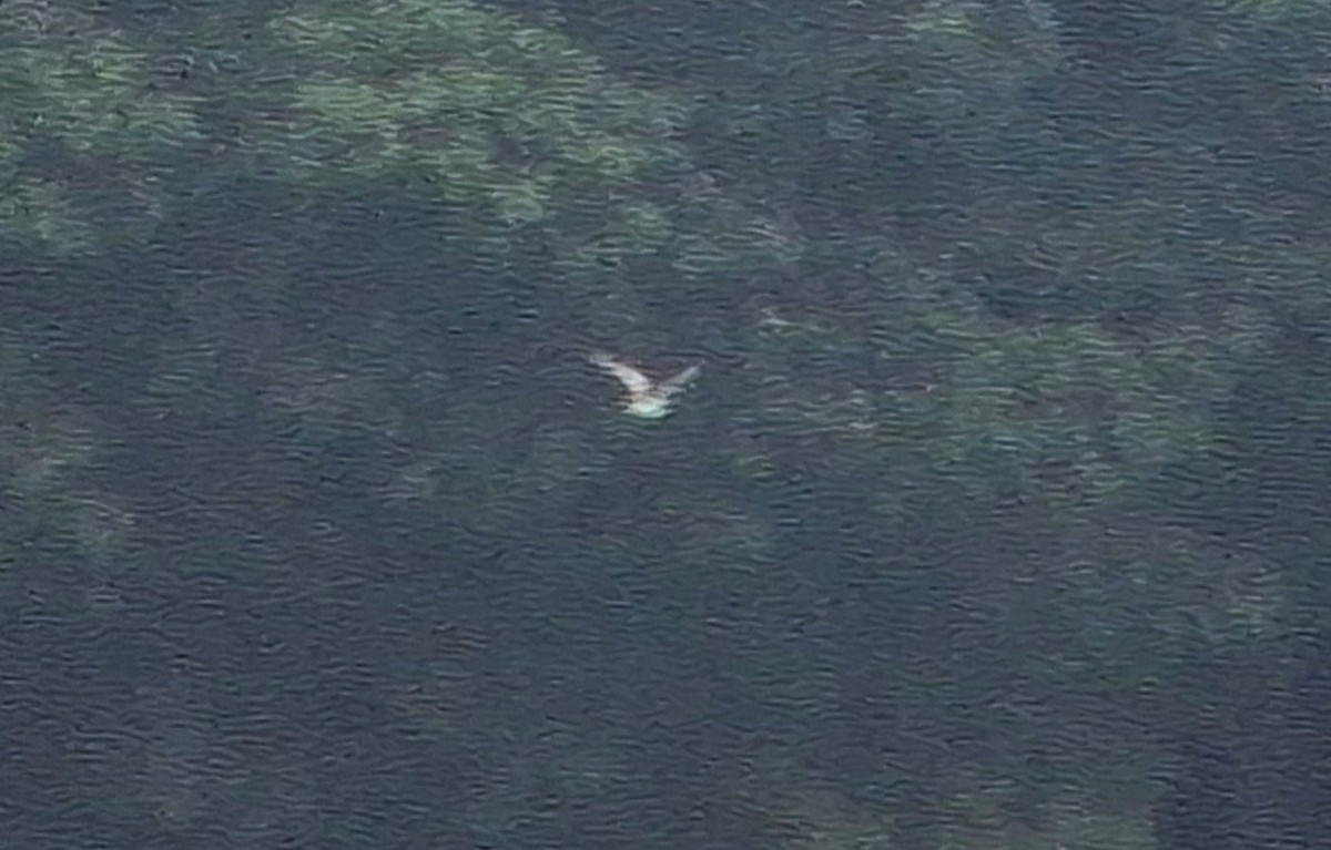 rybák černý - ML641457557