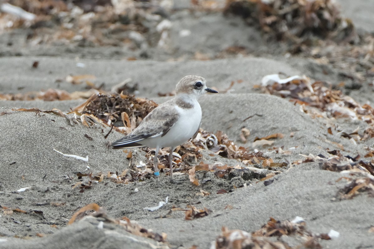 Snowy Plover - ML641457574