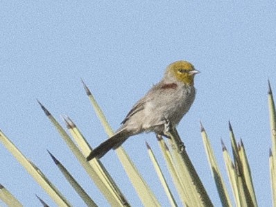 Verdin - ML641457575