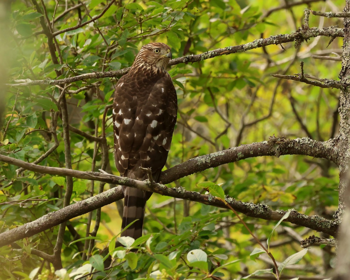 Cooper's Hawk - ML641457587