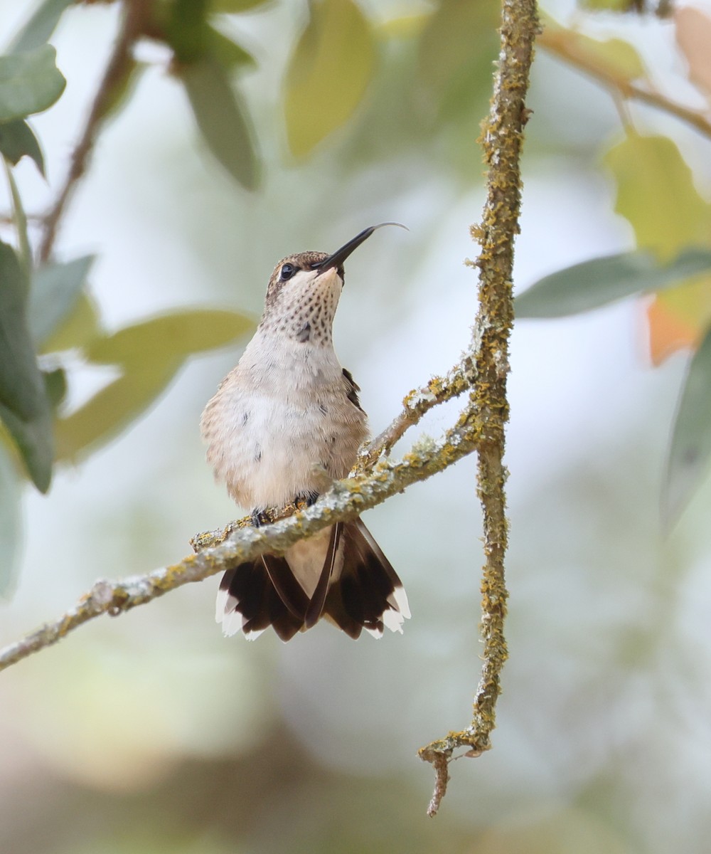 Black-chinned Hummingbird - ML641457602