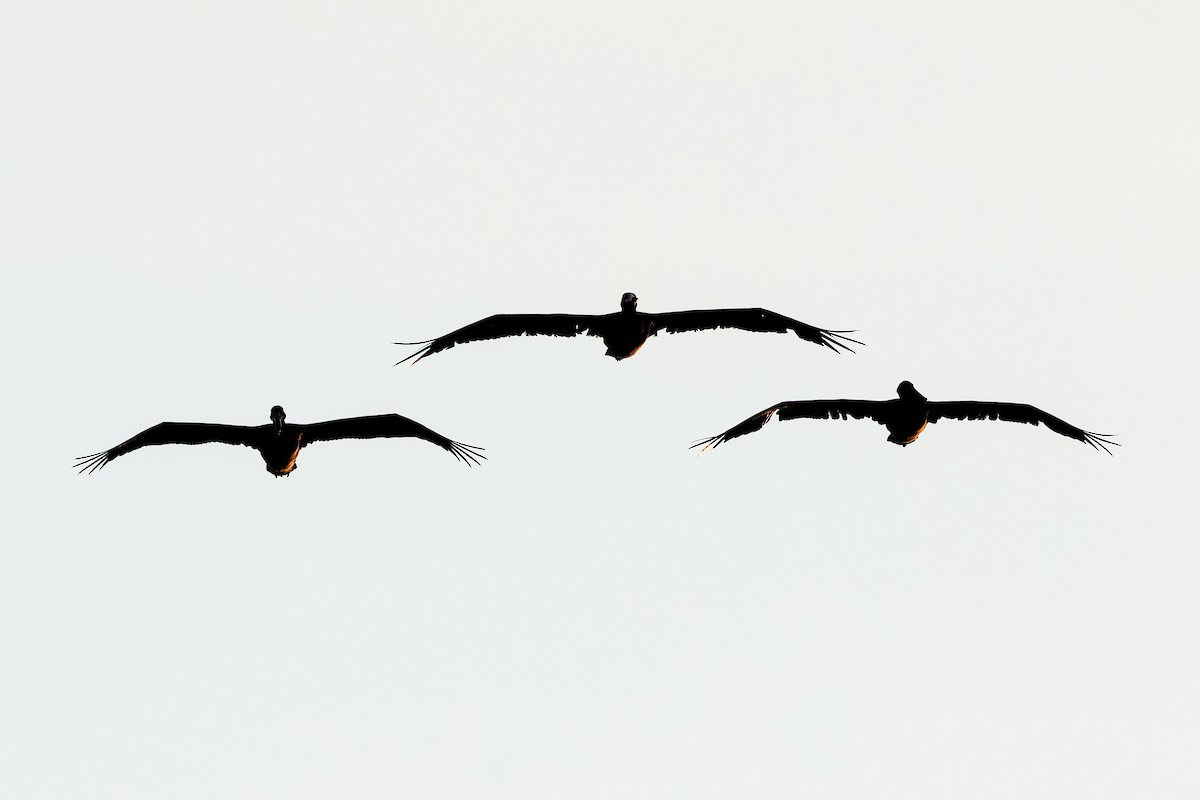 Brown Pelican - ML641457609