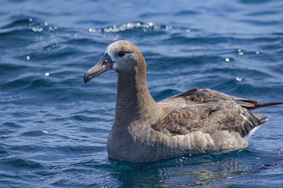 Black-footed Albatross - ML641457619