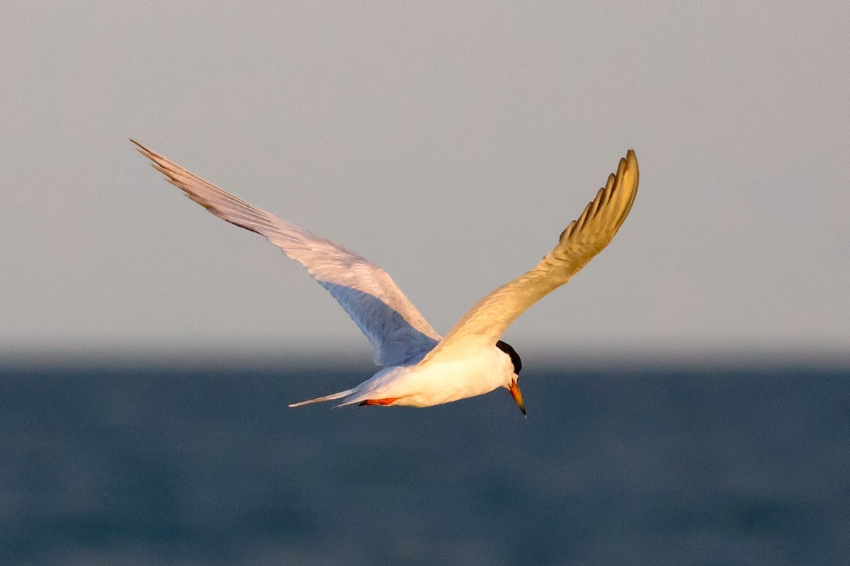 Forster's Tern - ML641457621