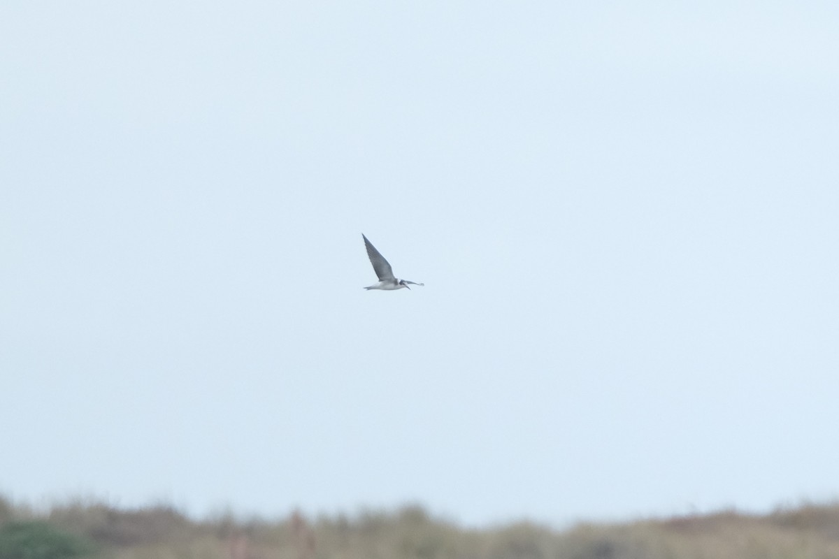 Black Tern - ML641457639