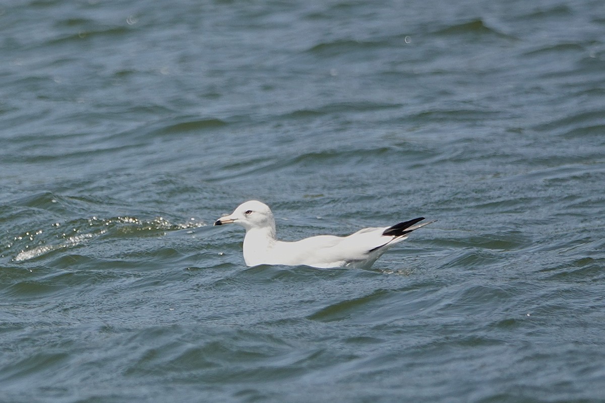 California Gull - ML641457647