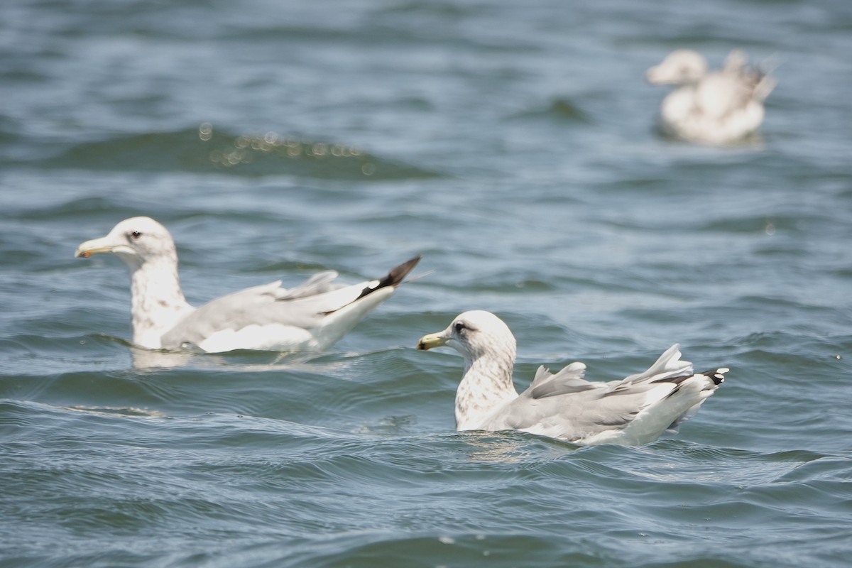 California Gull - ML641457648