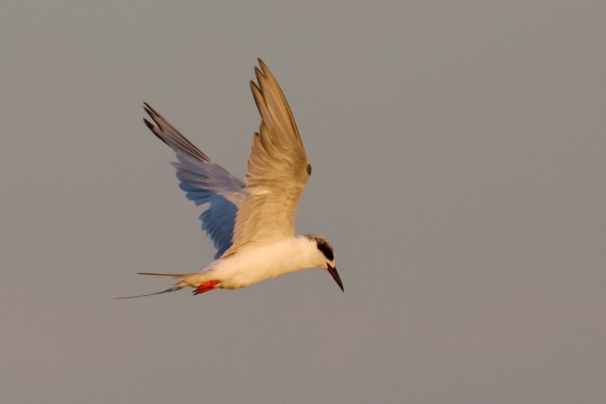 Forster's Tern - ML641457662