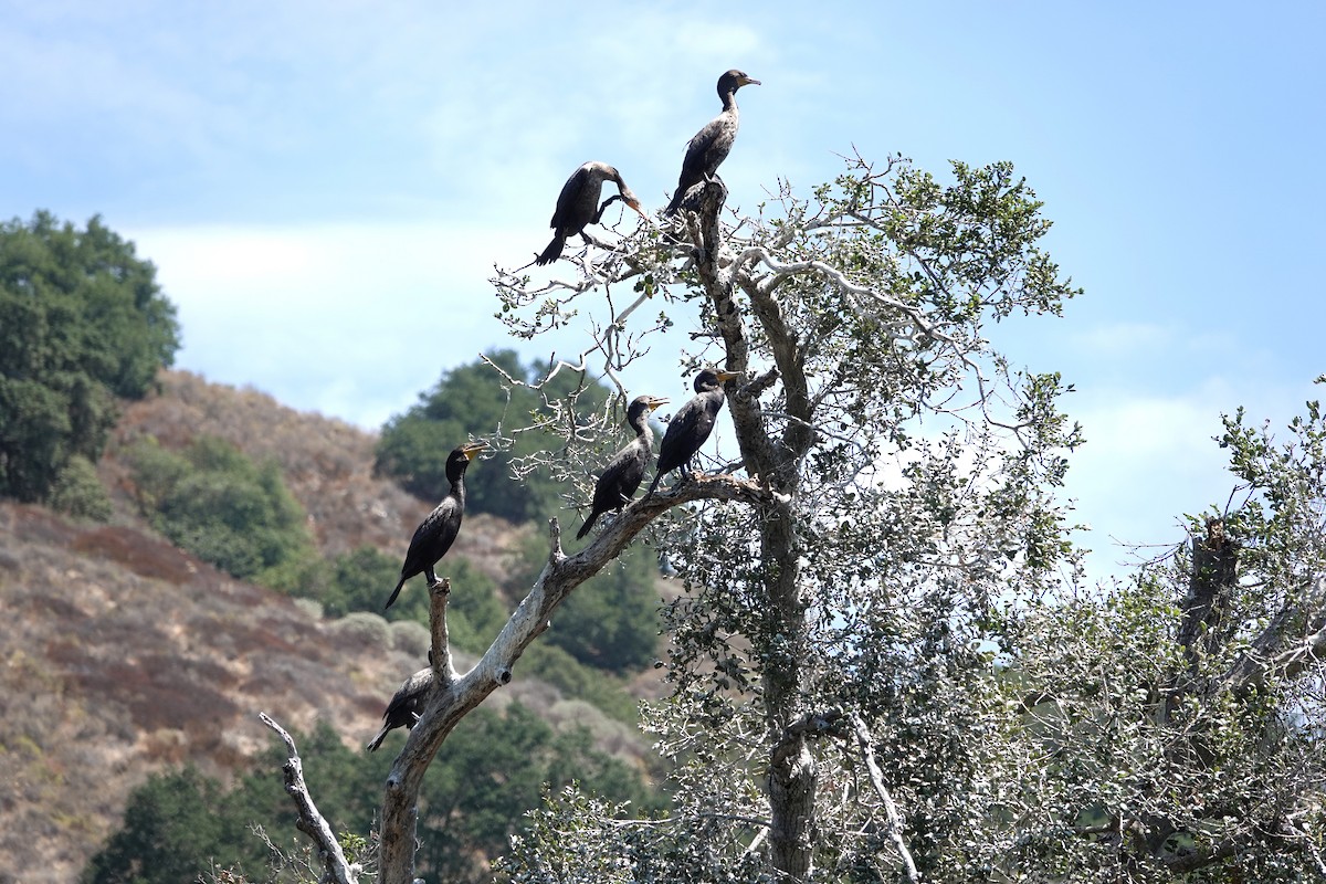 Double-crested Cormorant - ML641457682