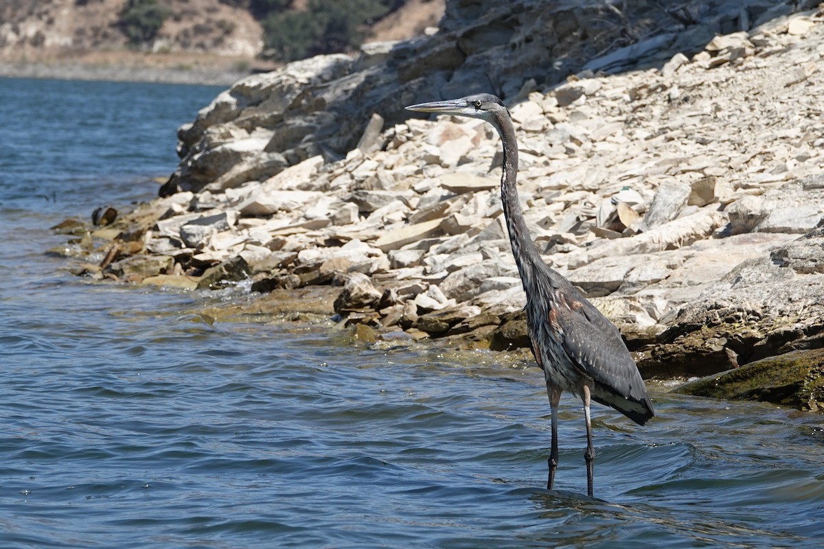Great Blue Heron - ML641457716
