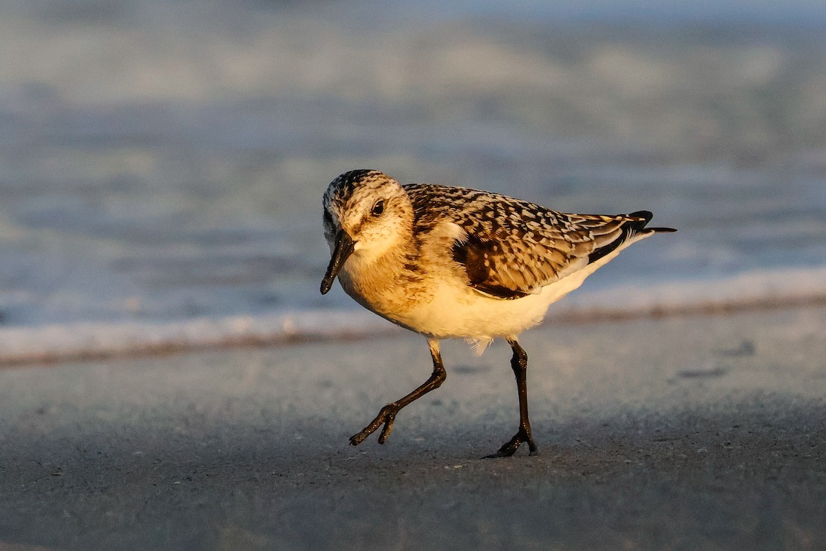 Sanderling - ML641457722