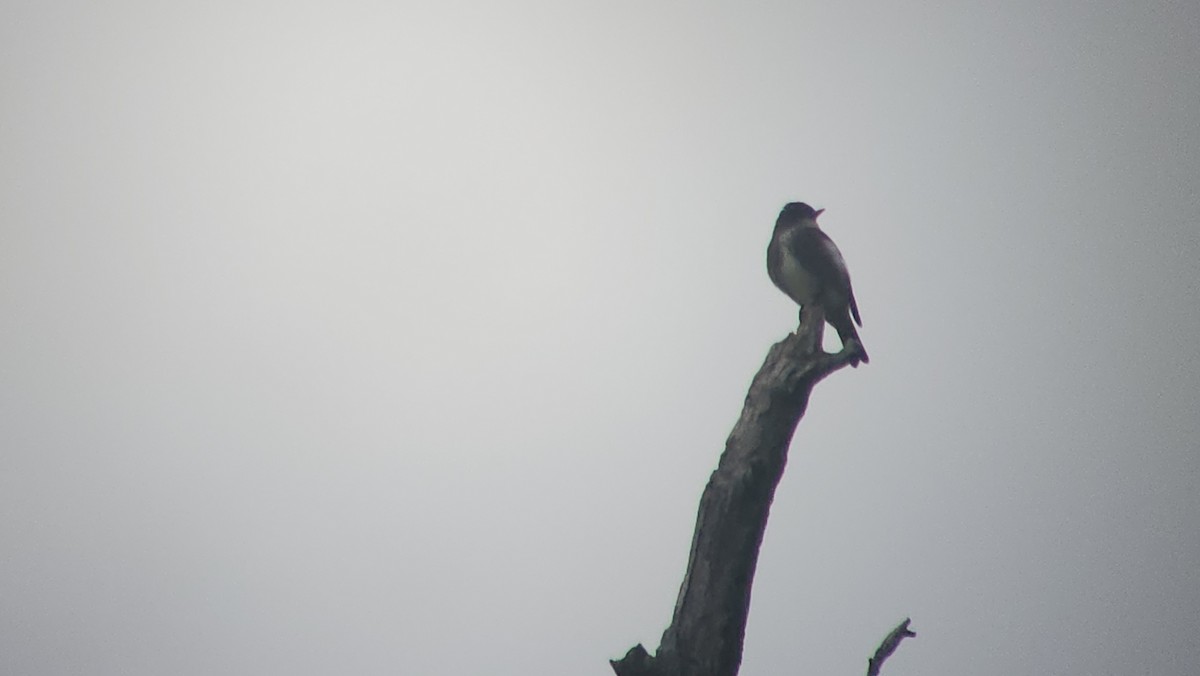 Olive-sided Flycatcher - ML641457740