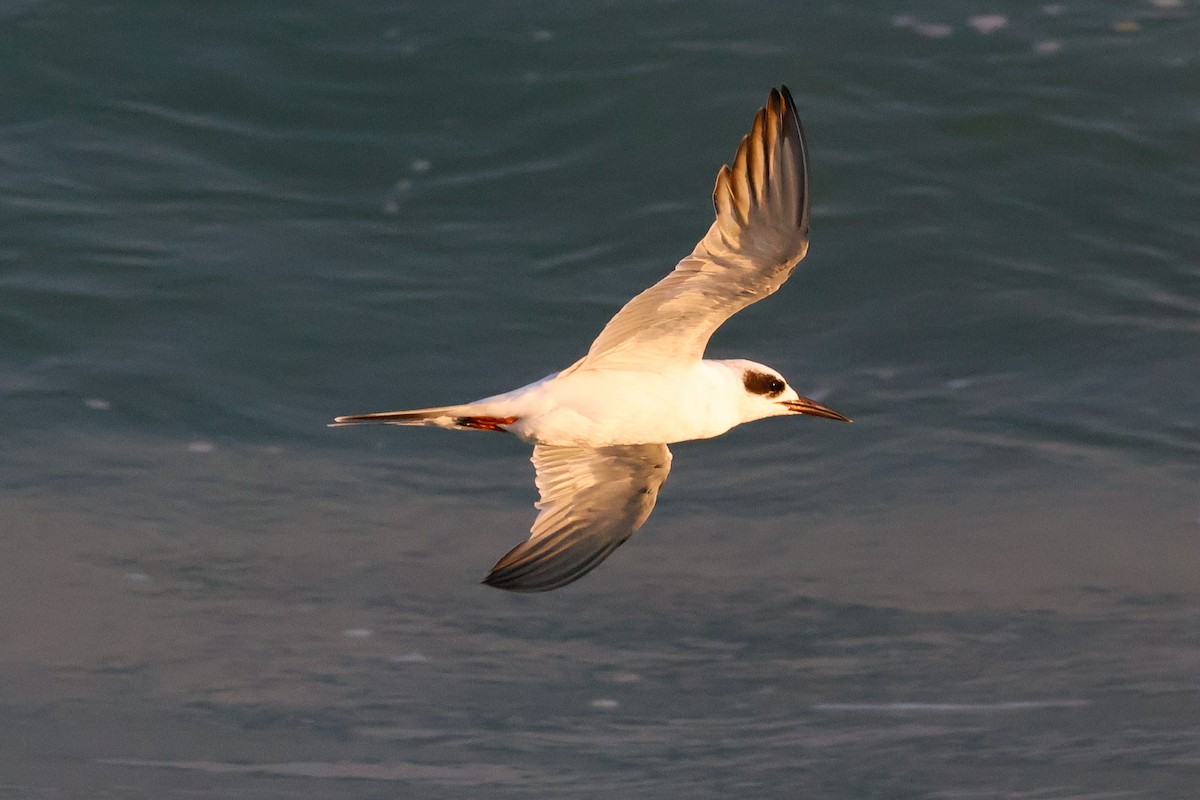 Forster's Tern - ML641457752