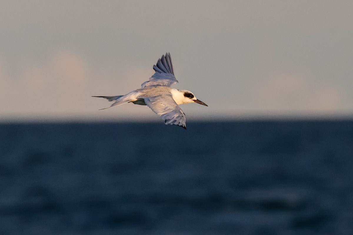 Forster's Tern - ML641457790