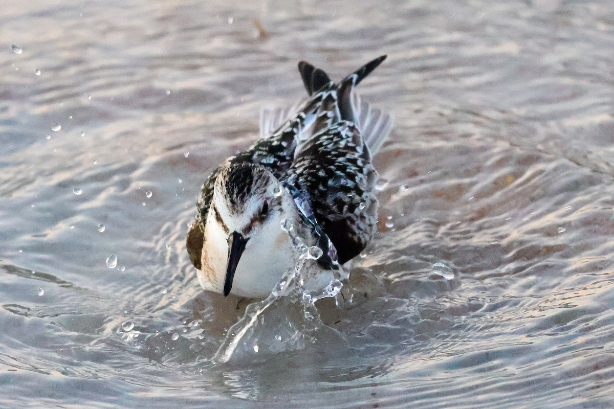 Sanderling - ML641457804
