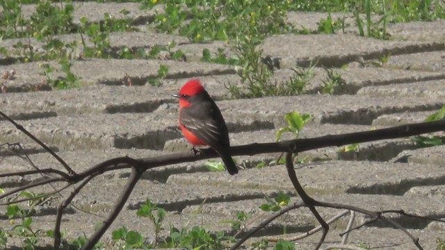 Vermilion Flycatcher (Austral) - ML641457805