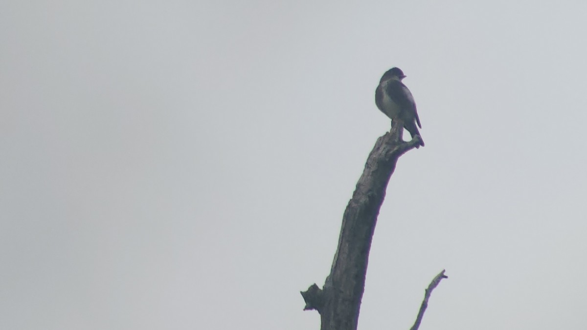 Olive-sided Flycatcher - ML641457810