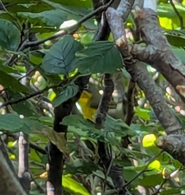 Yellow-breasted Chat - ML641457871