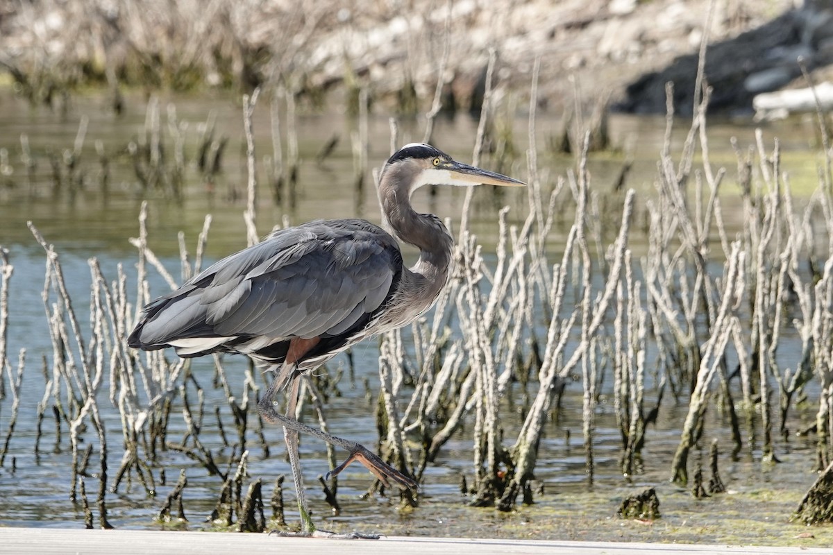 Great Blue Heron - ML641457904