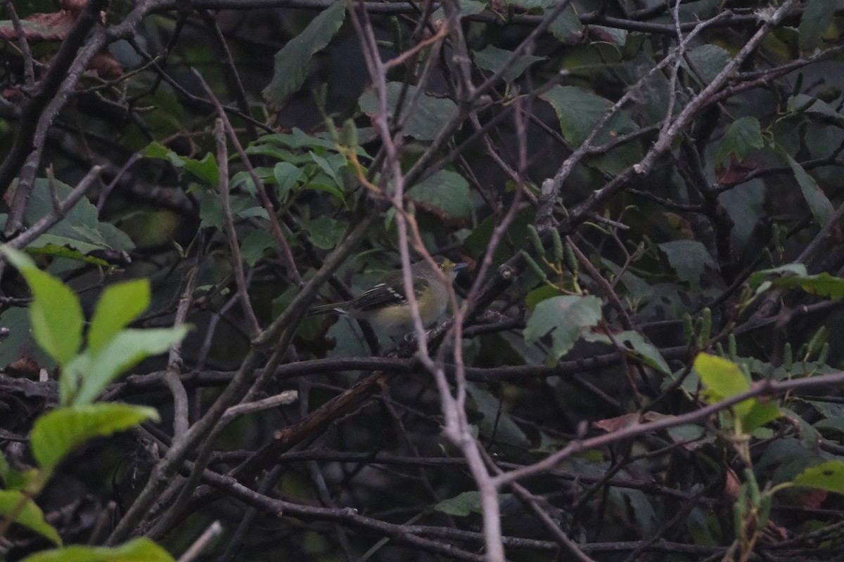 White-eyed Vireo - ML641457921