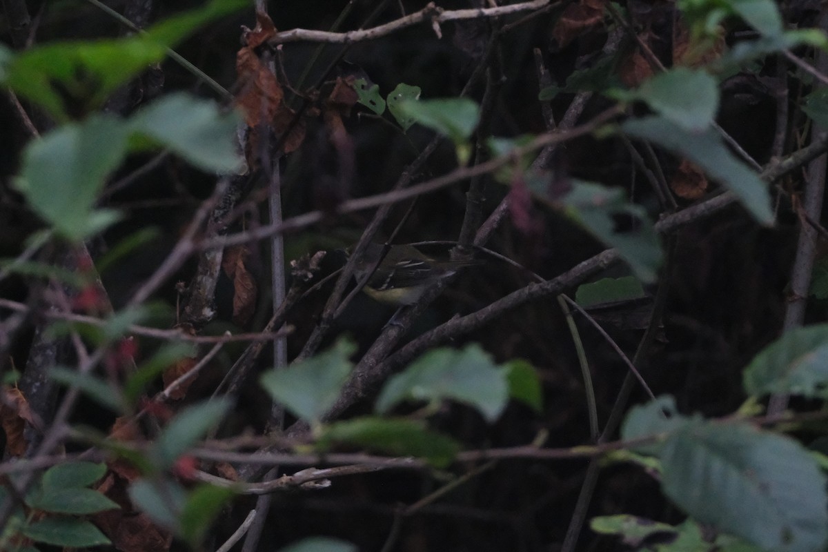 White-eyed Vireo - ML641457934