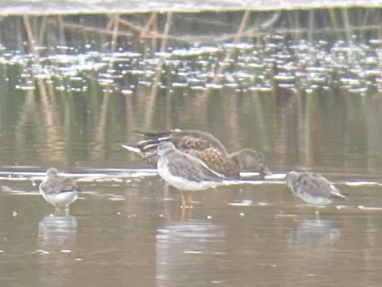 Lesser Yellowlegs - ML641457962