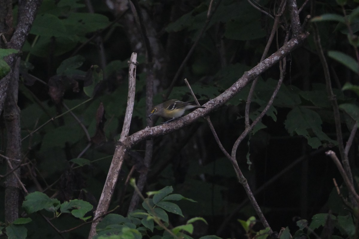 White-eyed Vireo - ML641457968