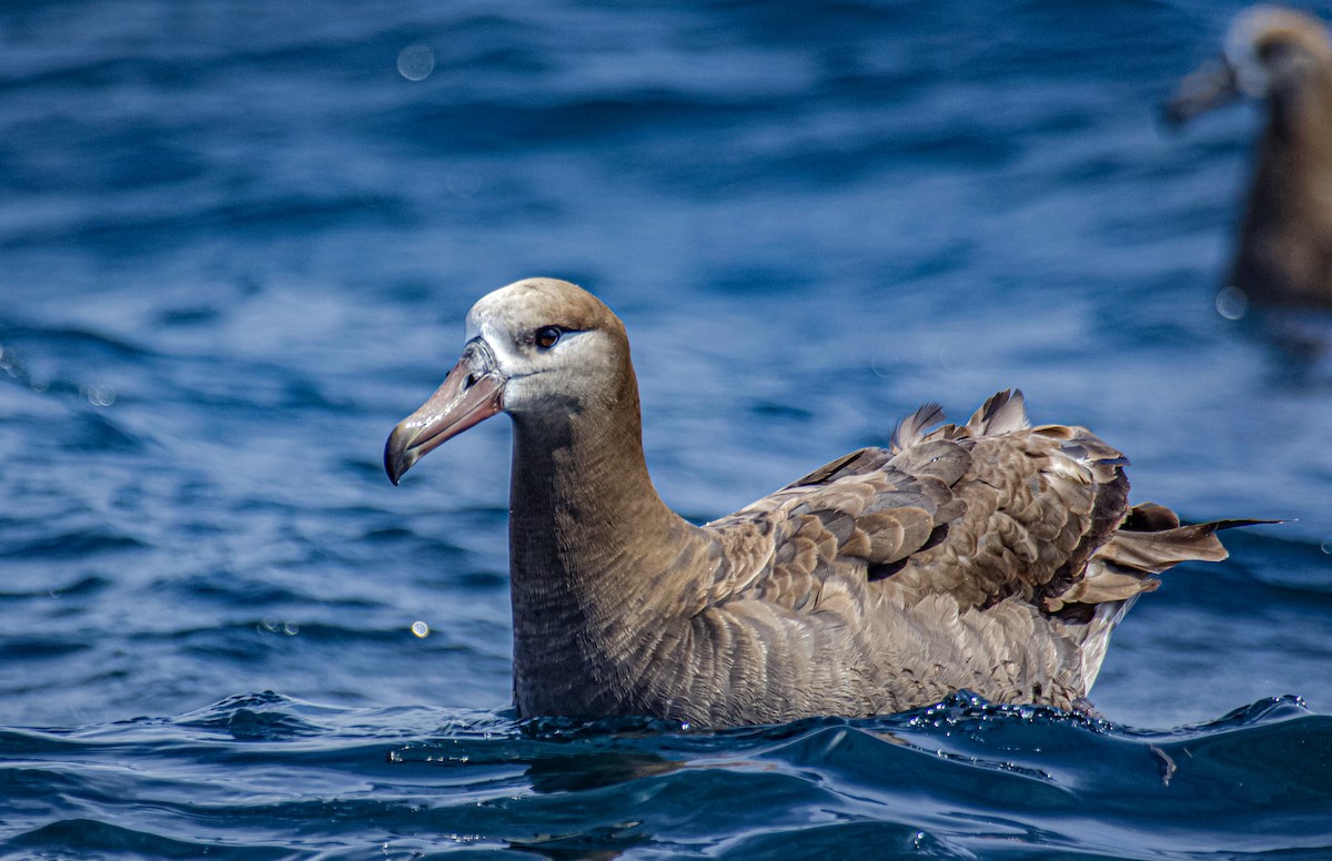 Black-footed Albatross - ML641458007