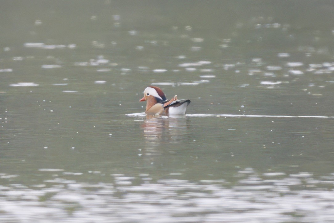 Mandarin Duck - ML641458065