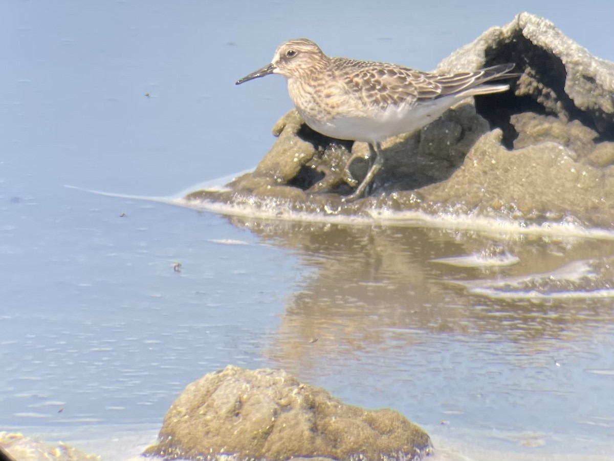 Baird's Sandpiper - ML641458092