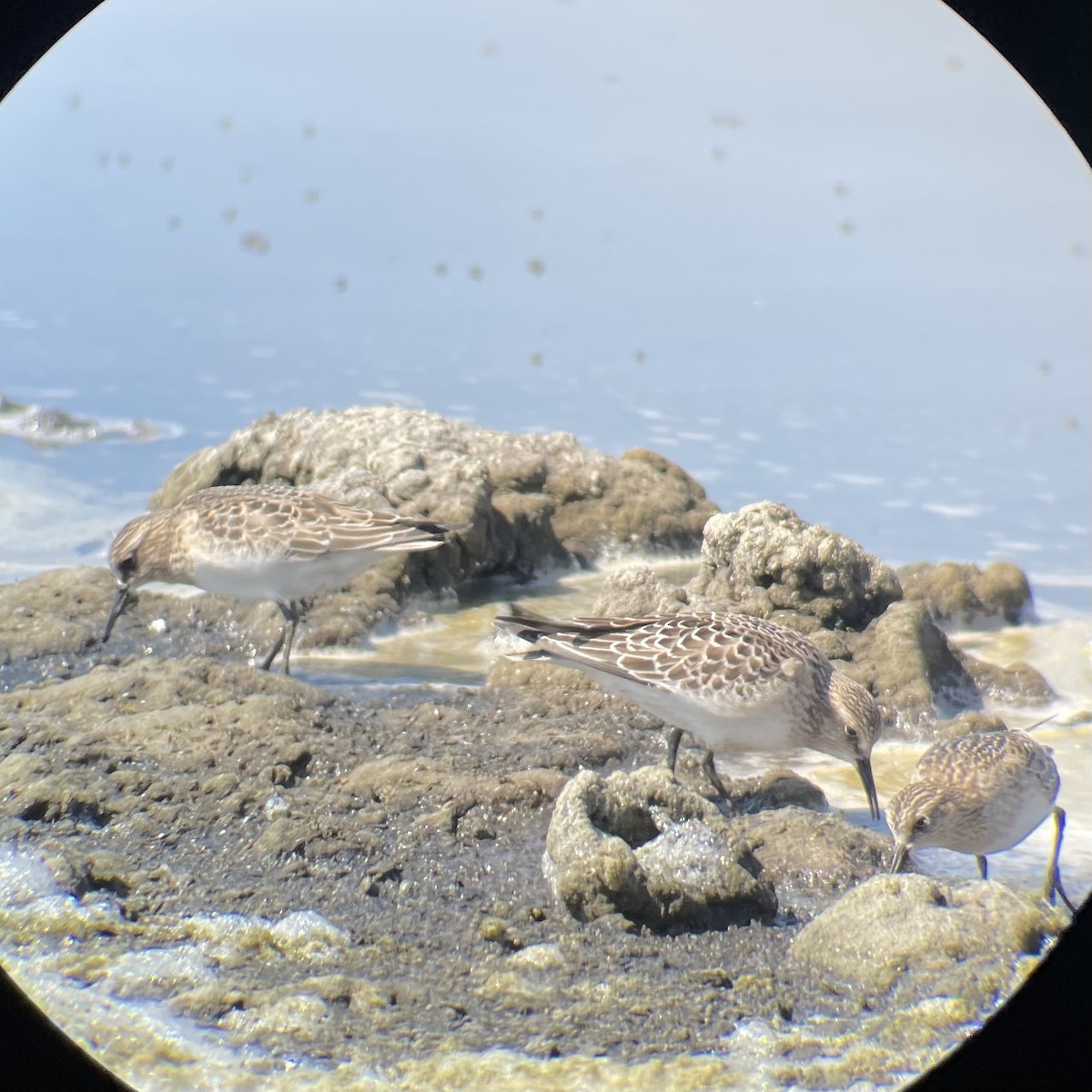 Baird's Sandpiper - ML641458093