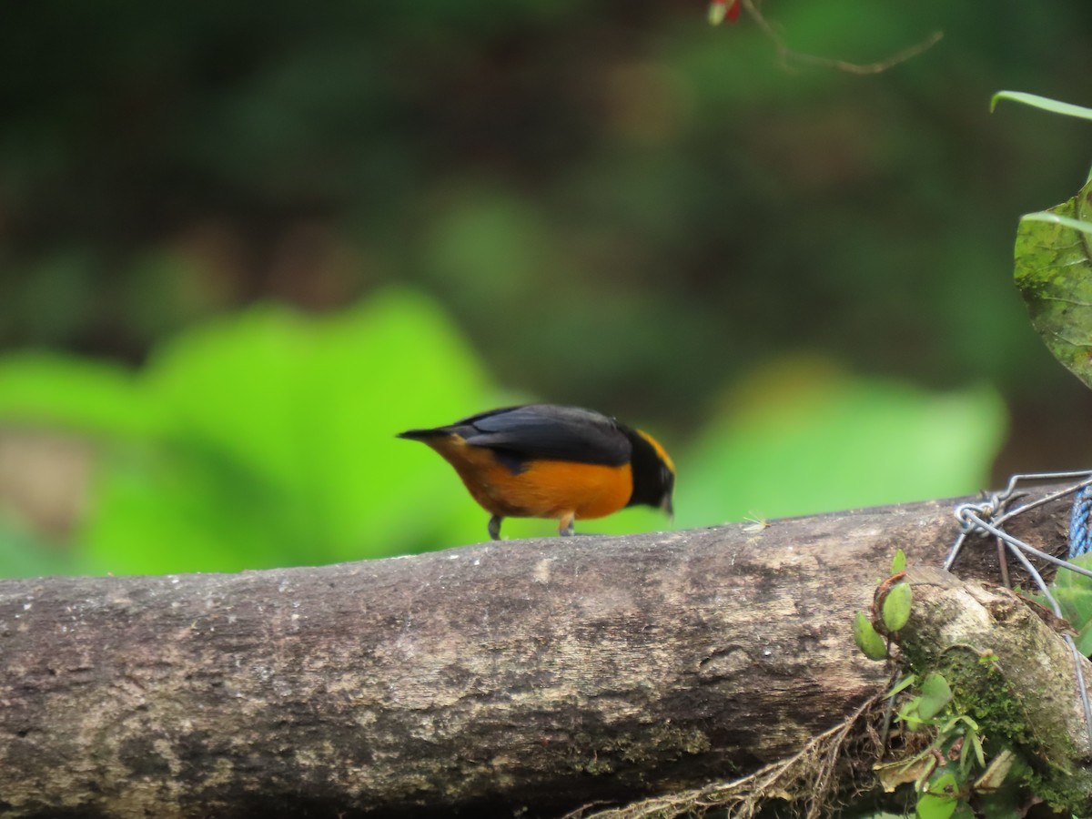 Orange-crowned Euphonia - ML641458119