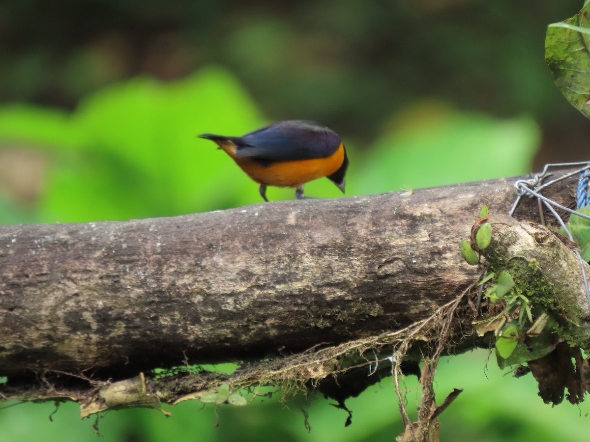 Orange-crowned Euphonia - ML641458120
