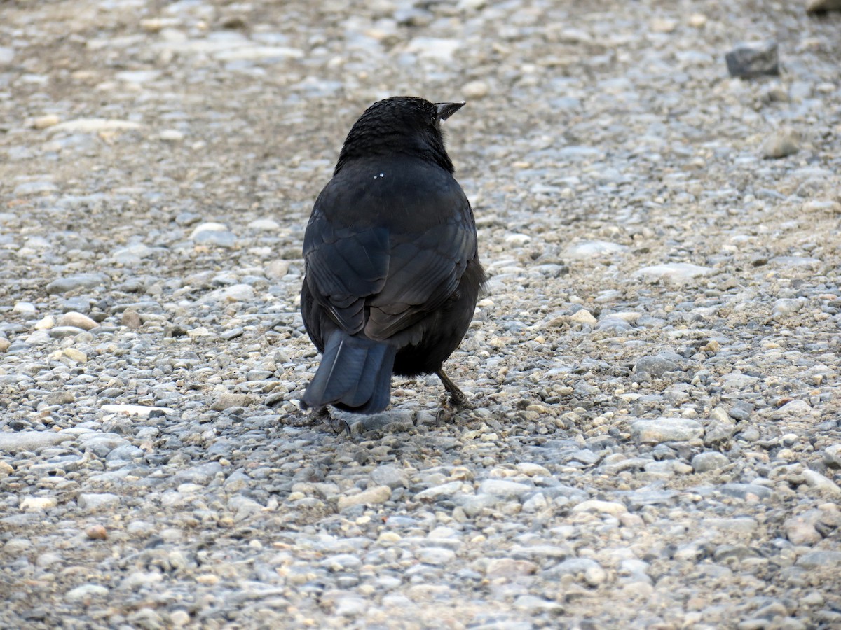 Austral Blackbird - ML641458125