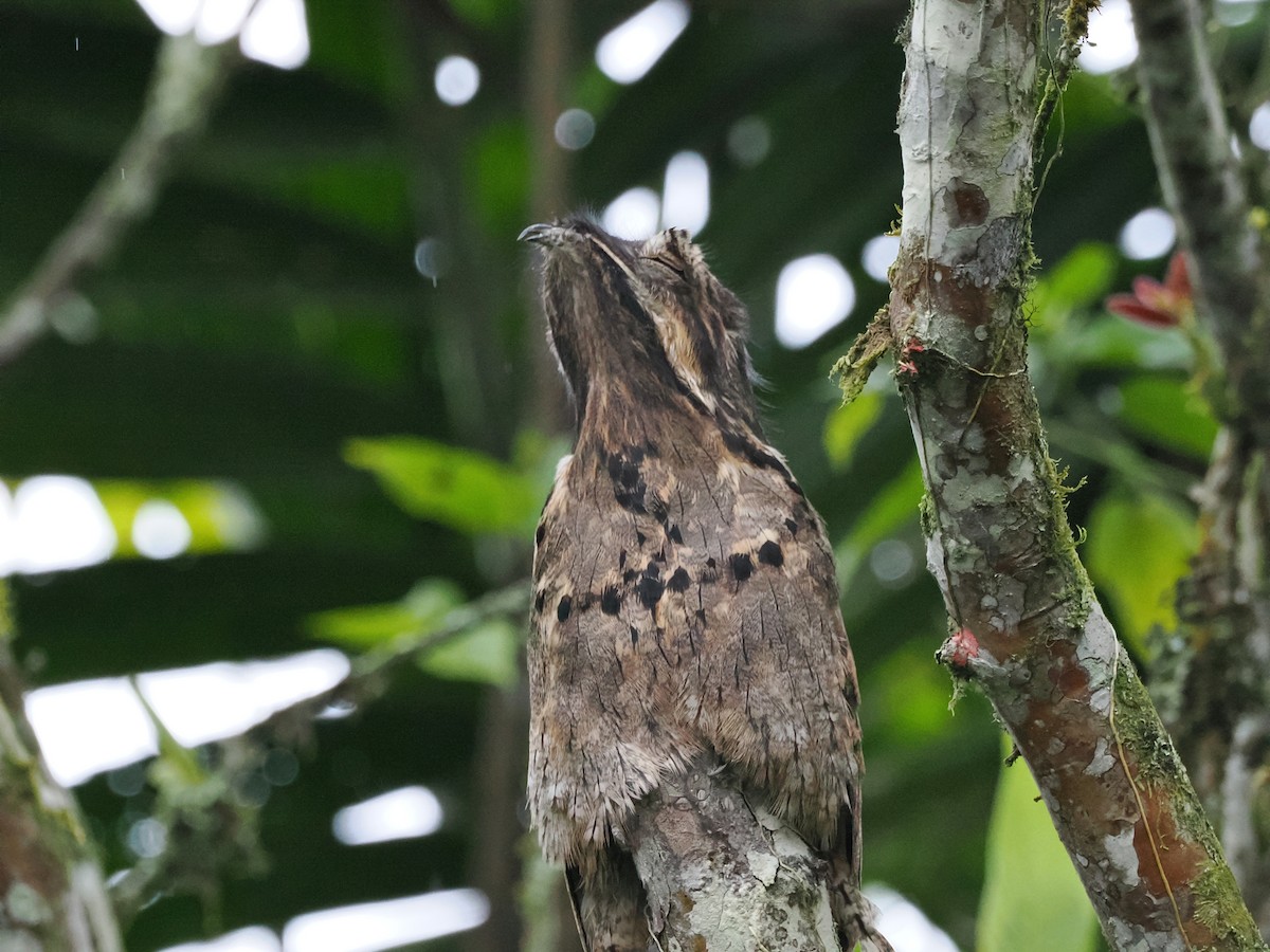 Common Potoo - ML641458217