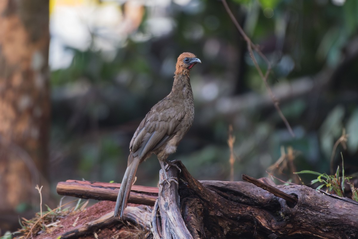 Chestnut-headed Chachalaca - ML641458221