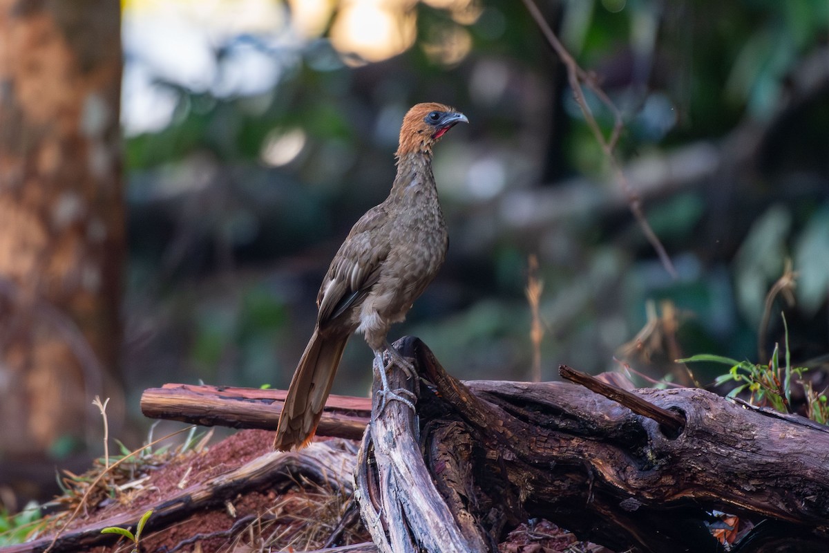 Chestnut-headed Chachalaca - ML641458223