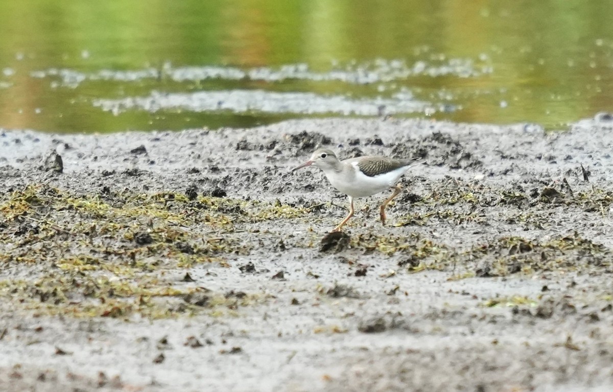 Spotted Sandpiper - ML641458224