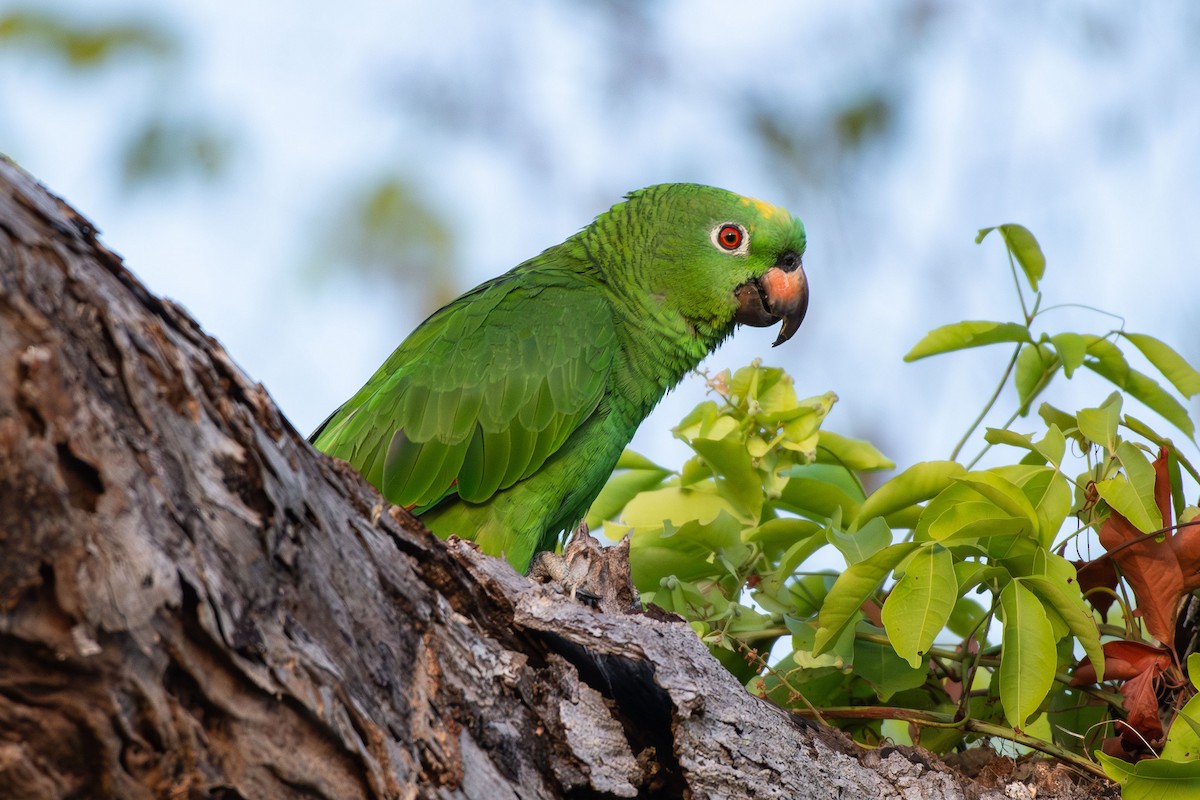 Yellow-crowned Amazon - ML641458304
