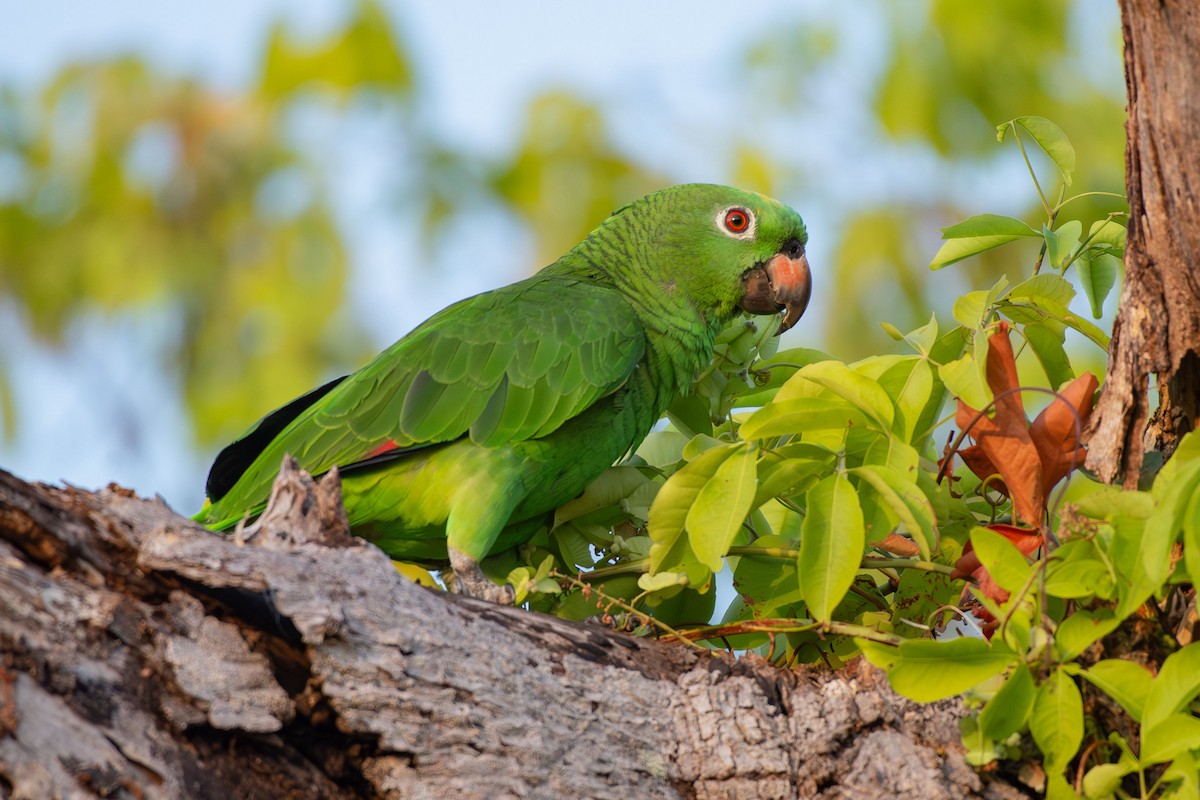 キビタイボウシインコ - ML641458305