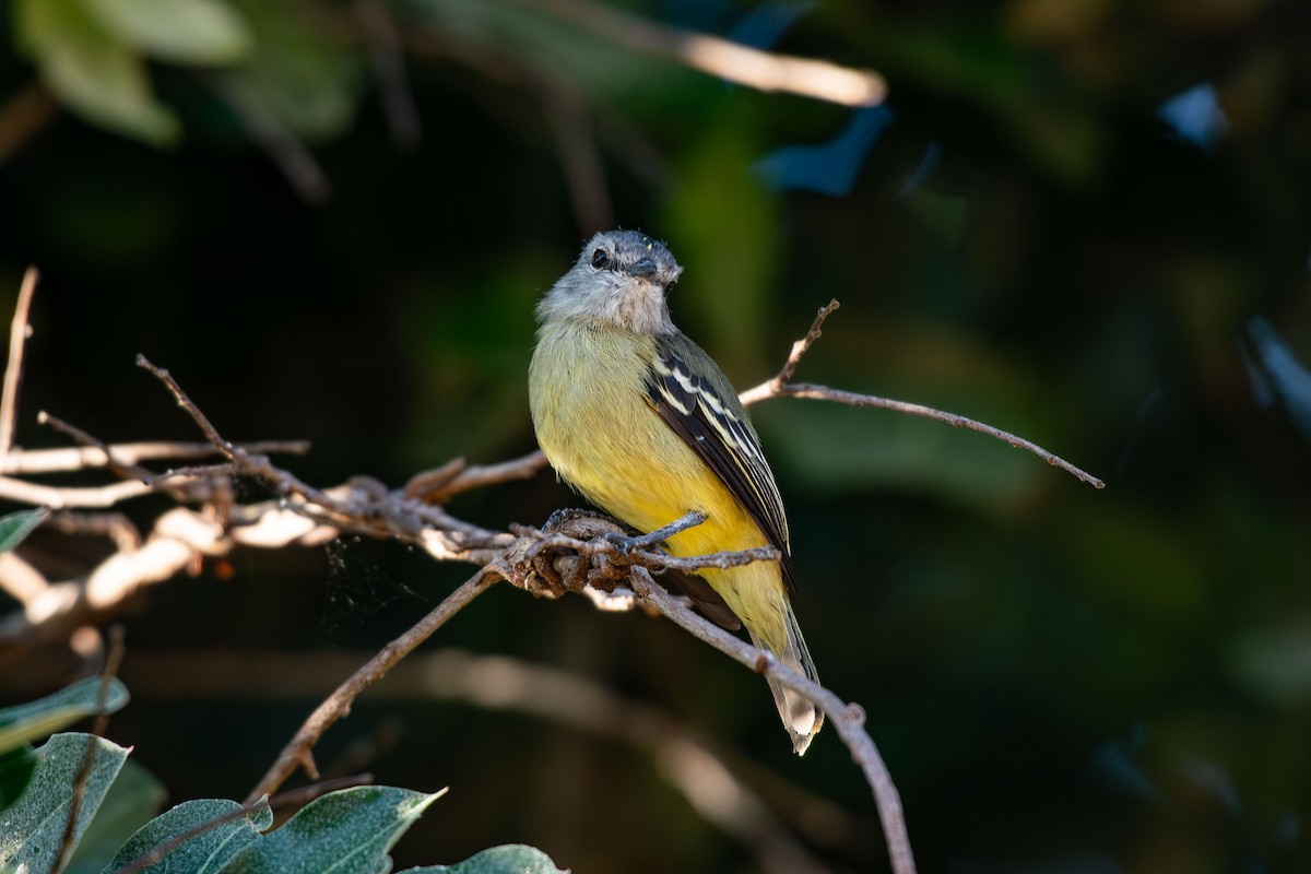 Yellow-crowned Tyrannulet - ML641458327