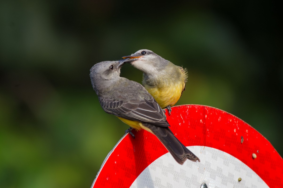 Tropical Kingbird - ML641458349