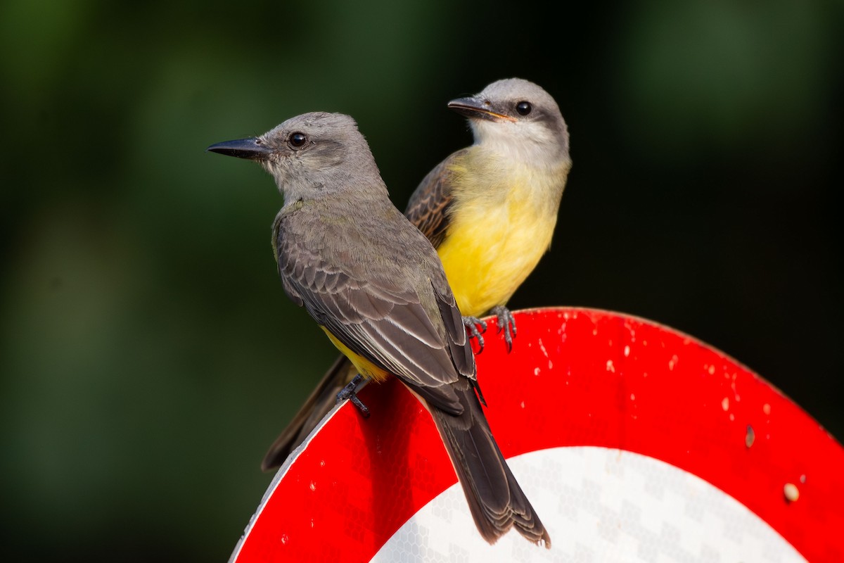 Tropical Kingbird - ML641458350
