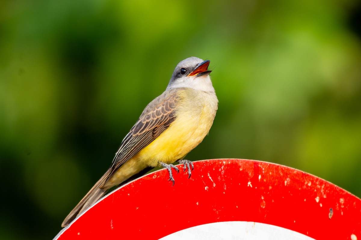 Tropical Kingbird - ML641458351