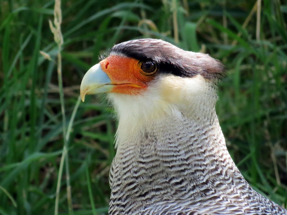 Crested Caracara (Southern) - ML641458364