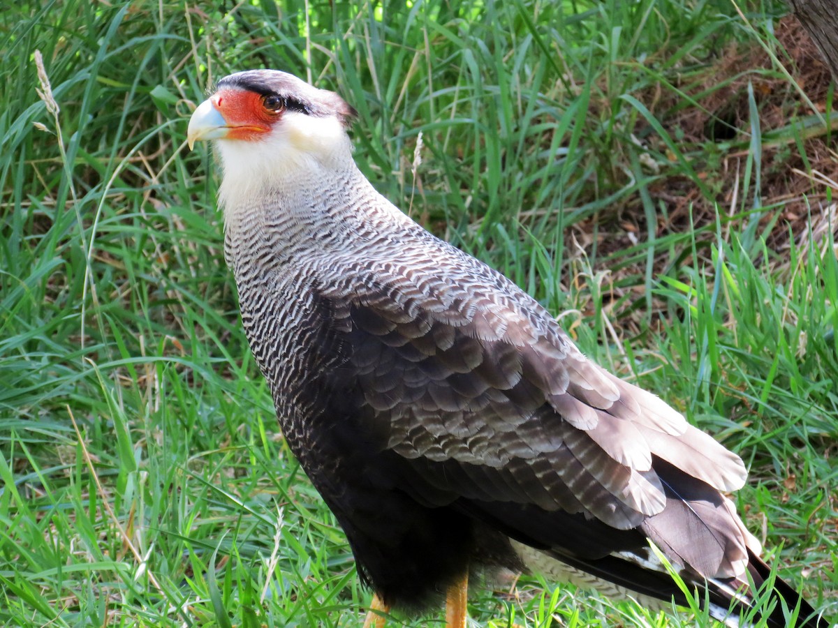 Crested Caracara (Southern) - ML641458374