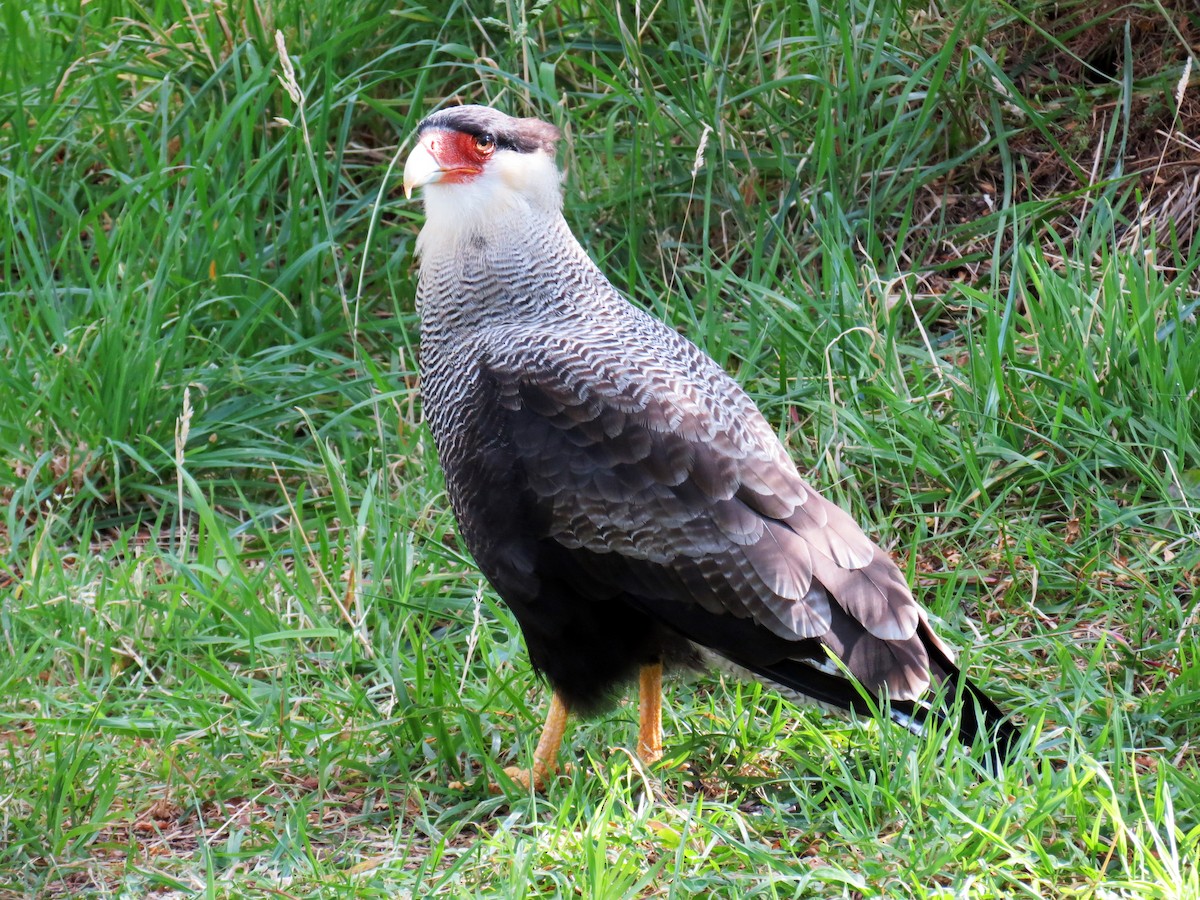 Crested Caracara (Southern) - ML641458378