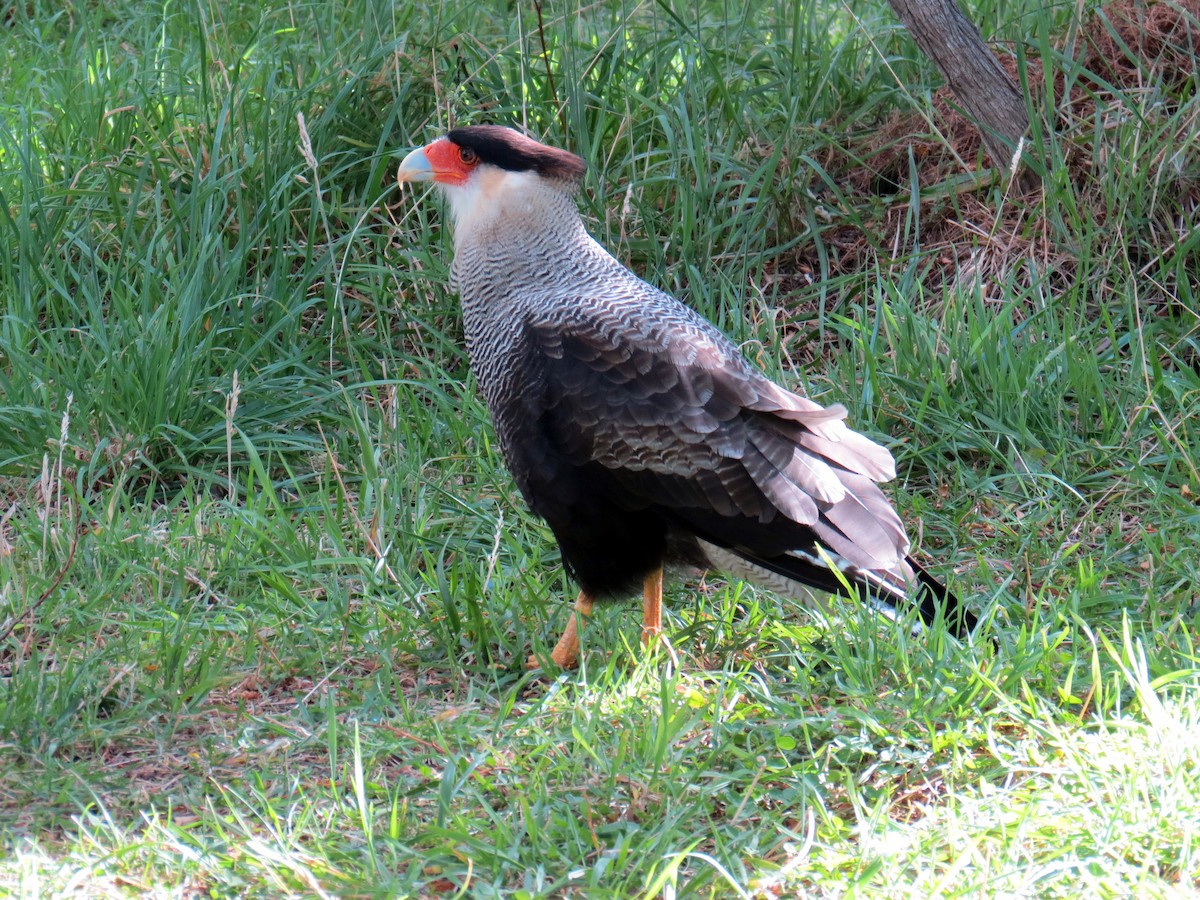 Crested Caracara (Southern) - ML641458380